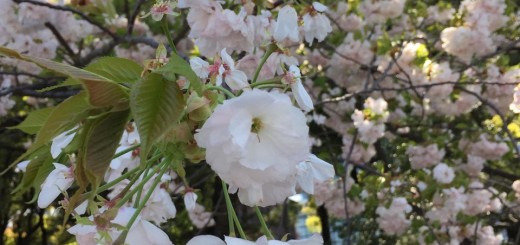 Cherry Blossom Tokyo, Japan