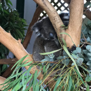 Koala